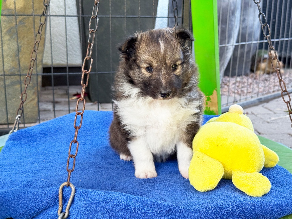 Kilylis - Sheltie