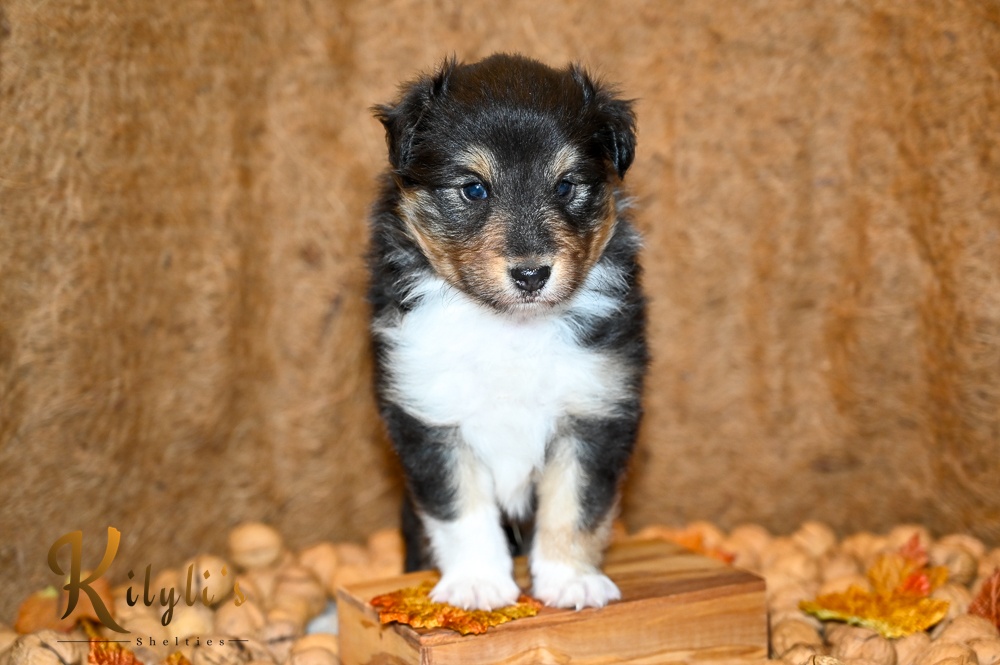 Kilylis - Sheltie