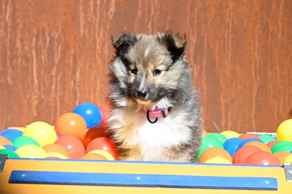 Kilylis - Sheltie
