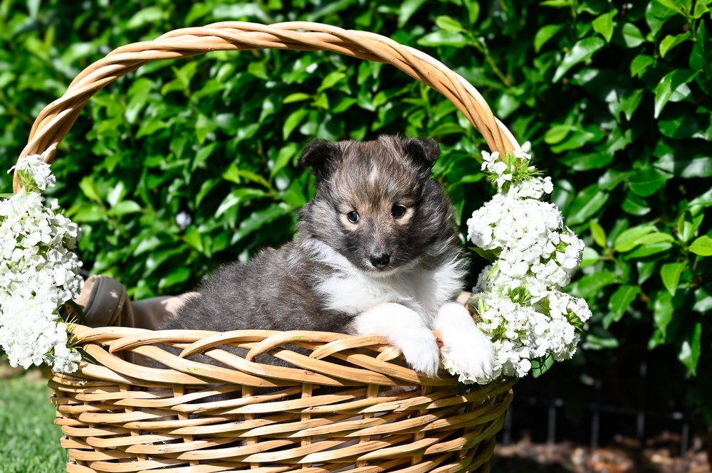 Kilylis - Sheltie