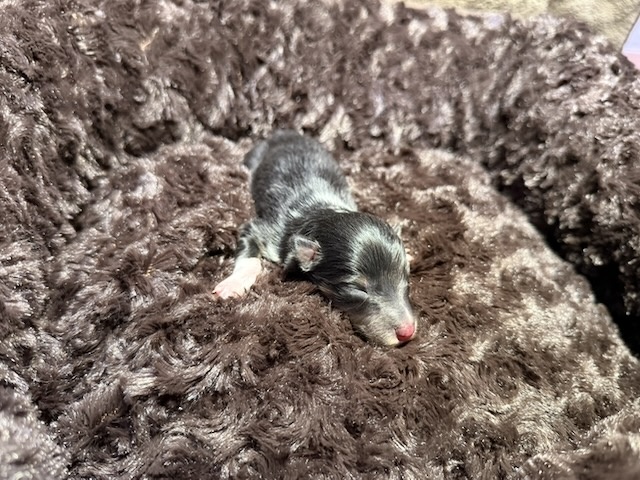Kilylis - Sheltie
