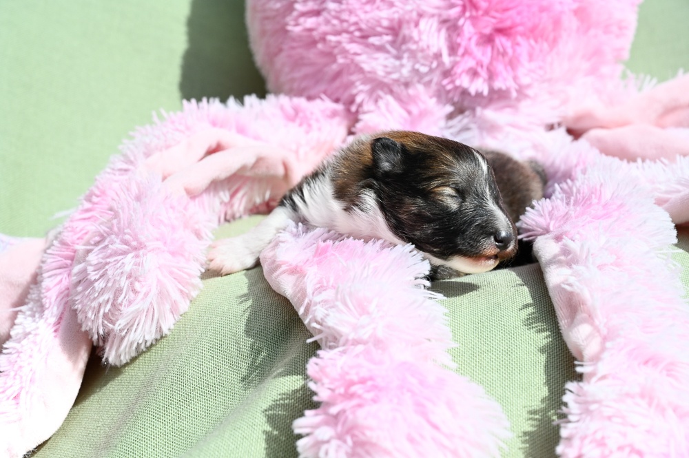 Kilylis - Sheltie