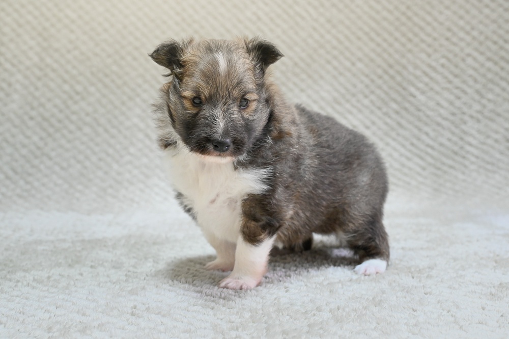 Kilylis - Sheltie
